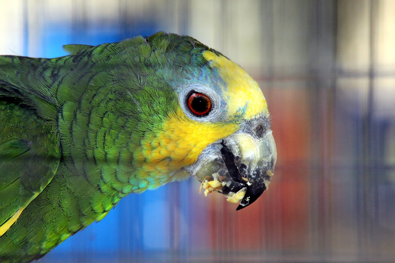 venezuelan amazon amazona amazonica parrot free photo