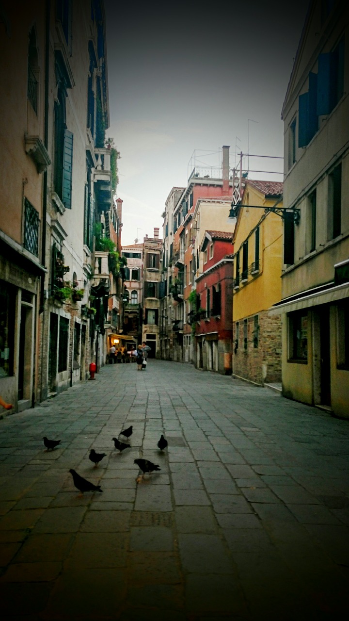 venice italy pigeons free photo