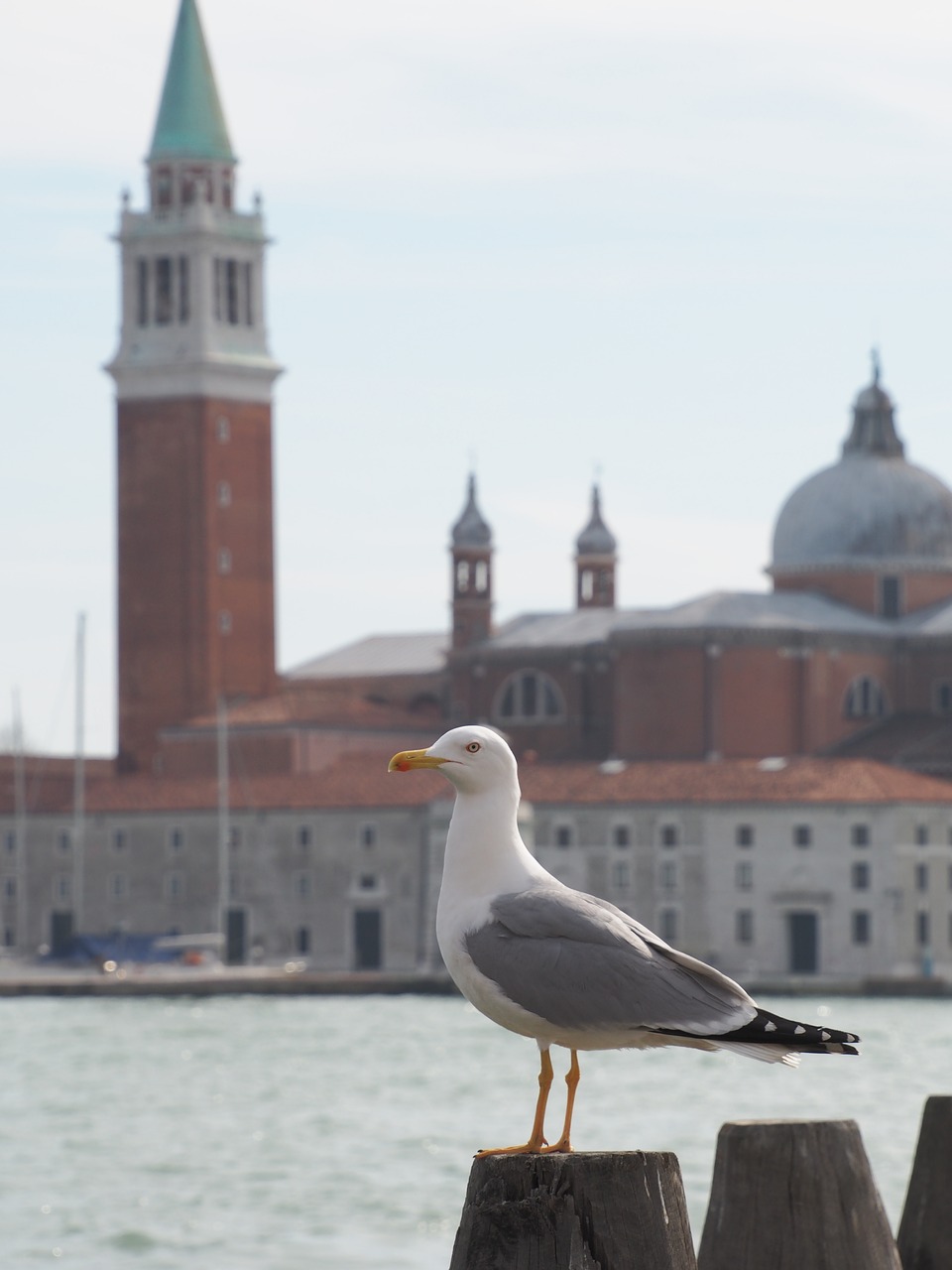 venice seagull church free photo