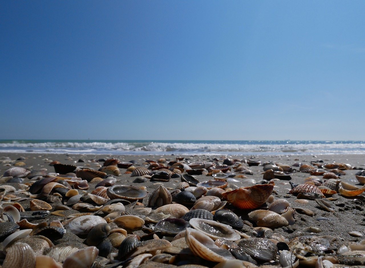 venice  lido  sand free photo