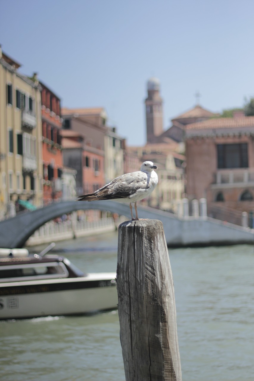 venice  italy  sea free photo