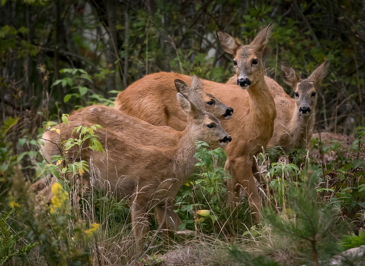 deer nature family free photo