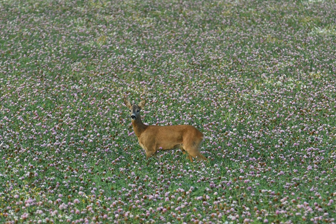 venison roebuck lawn free photo