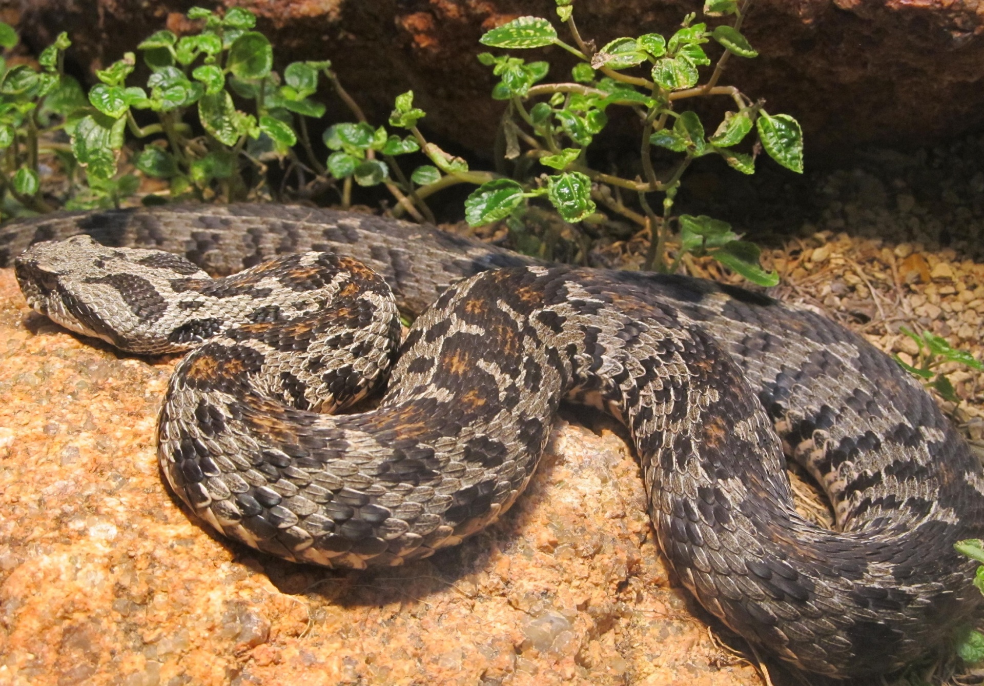 snake endangered ocellated mountain viper free photo