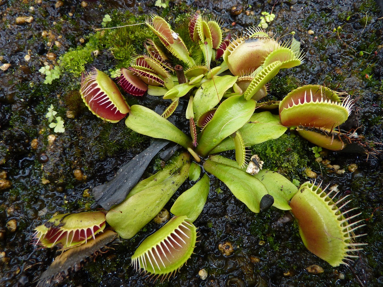 venus fly trap carnivorous plant free photo