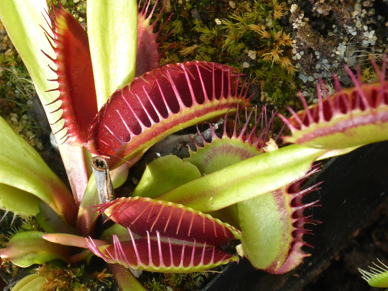 venus flytrap carnivorous plant free photo