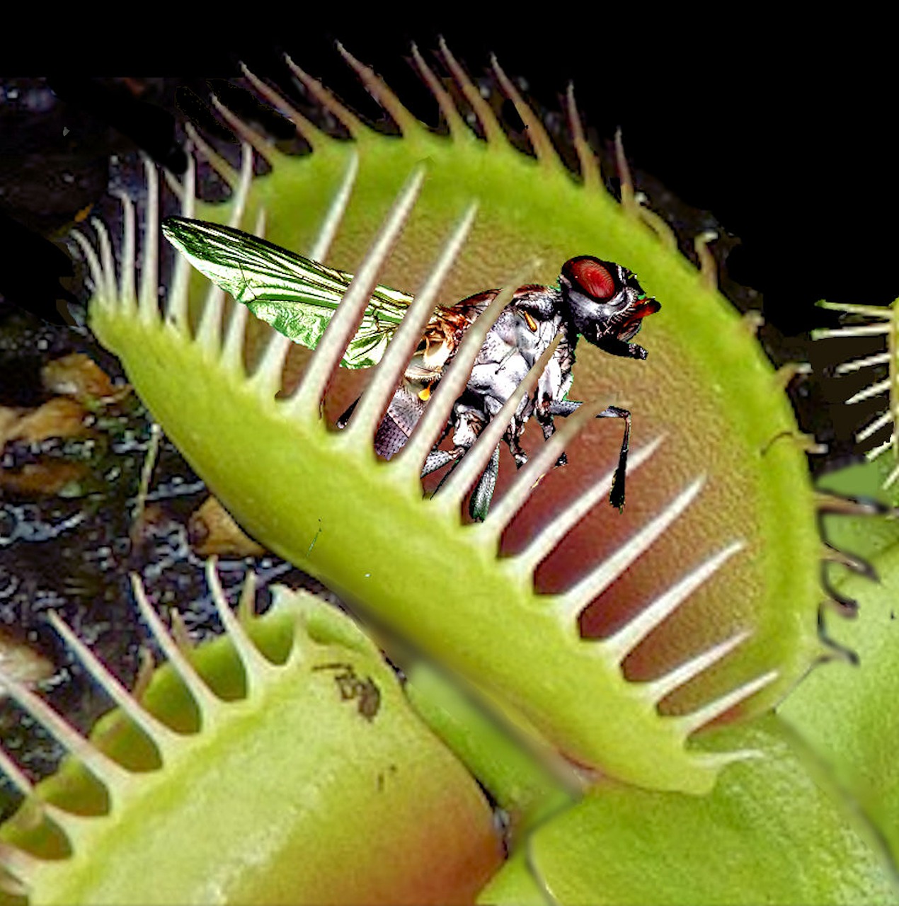 venus flytrap trapped fly free photo