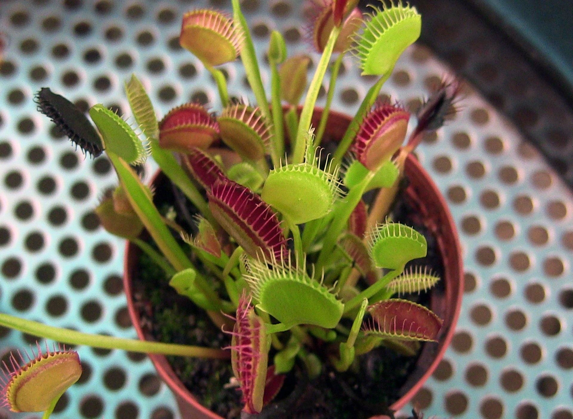 plant plants venus flytrap free photo