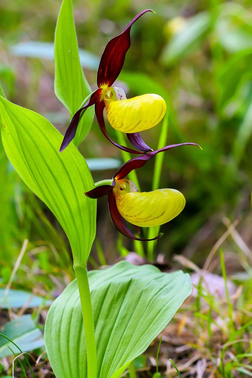 venus shoe orchid flowers free photo