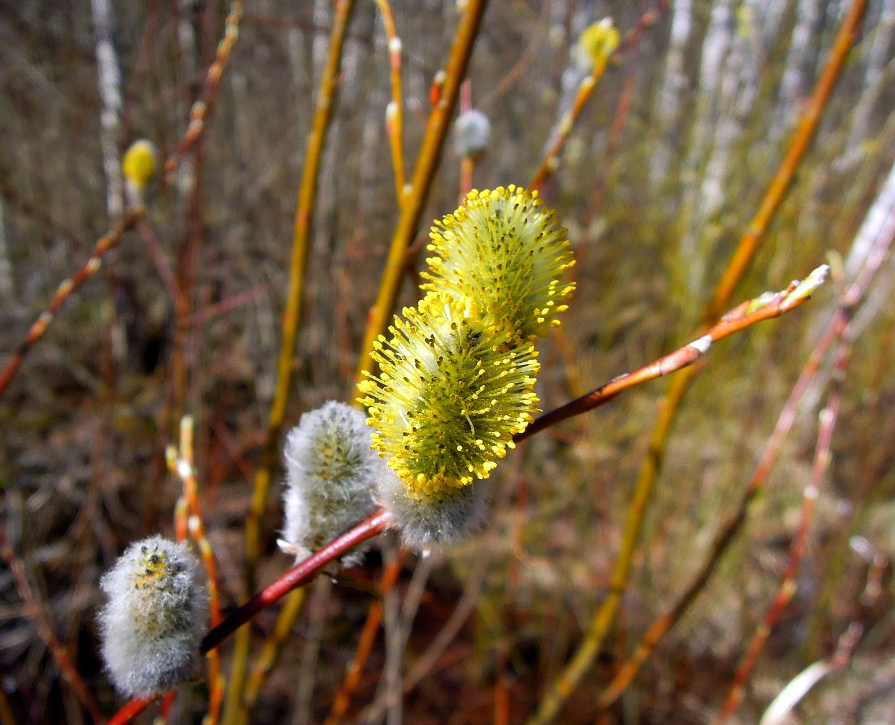 verba kidney spring free photo