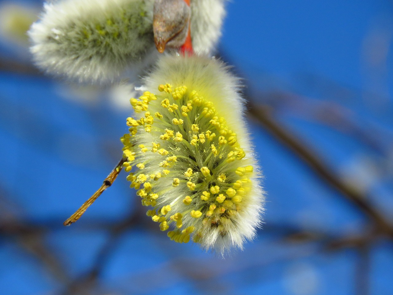 verba  macro  inflorescence free photo