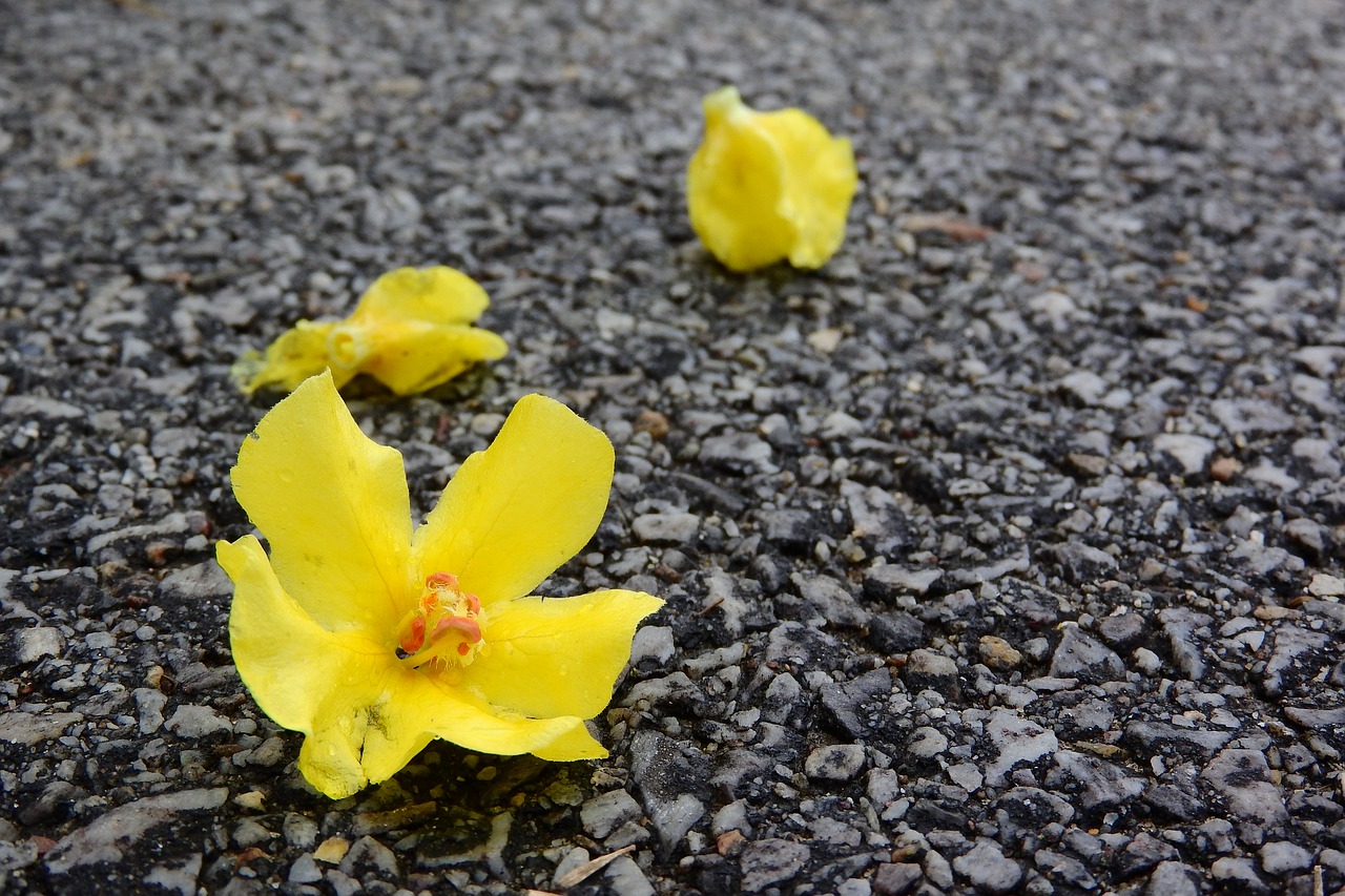 verbascum mullein yellow flowers free photo