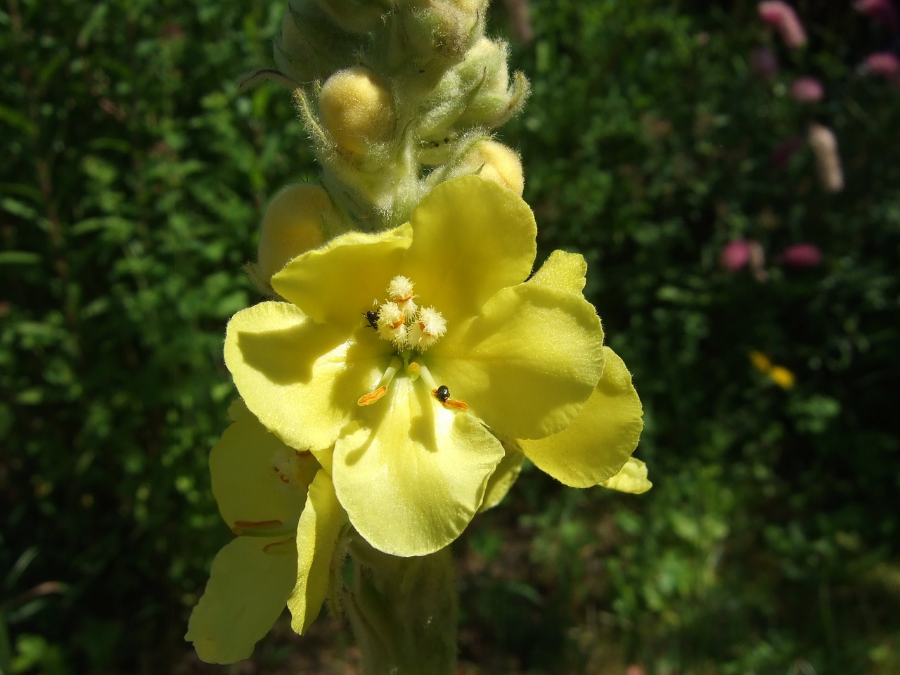 verbascum flower garden free photo