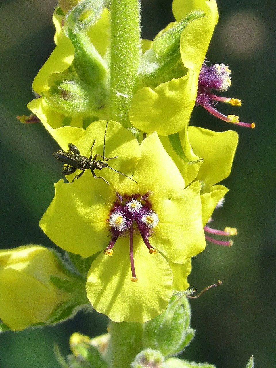 verbascum boerhavii wild flower green beetle free photo