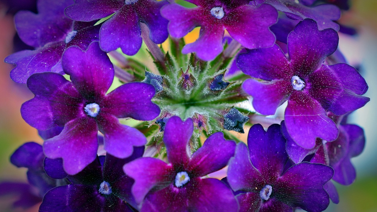 verbena flowers violet free photo