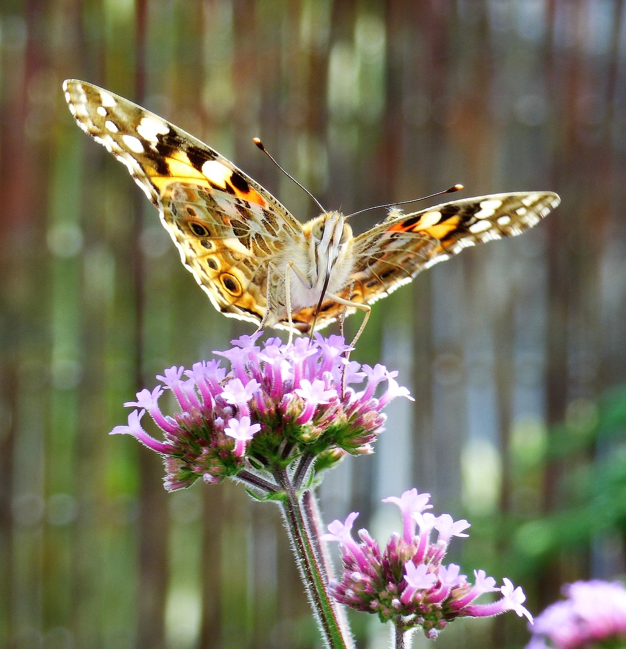 verbena flower butterfly free photo