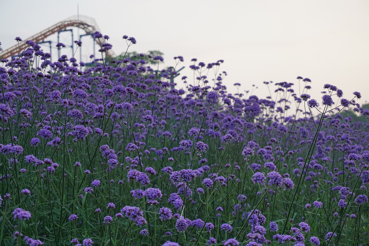 verbena plant the scenery free photo