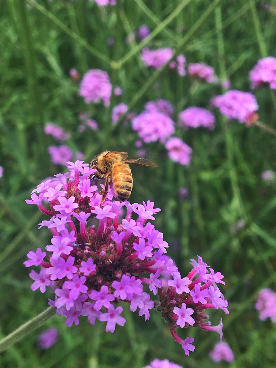 verbena bee in the valley of free photo
