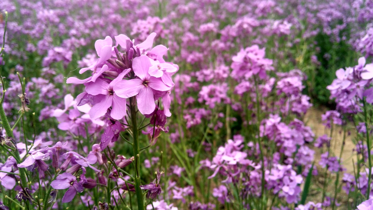 verbena plant natural free photo