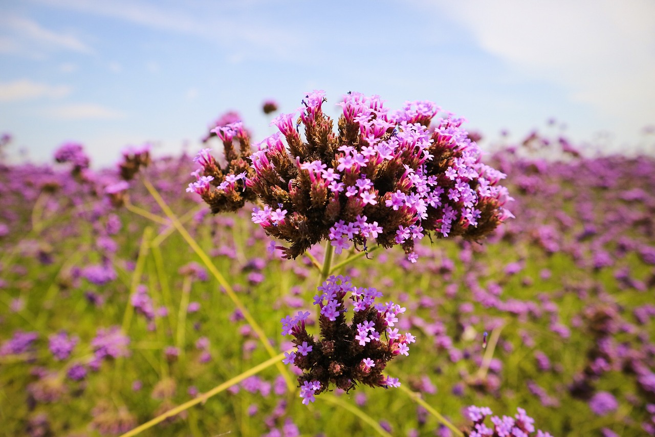 verbena lavender flowers free photo