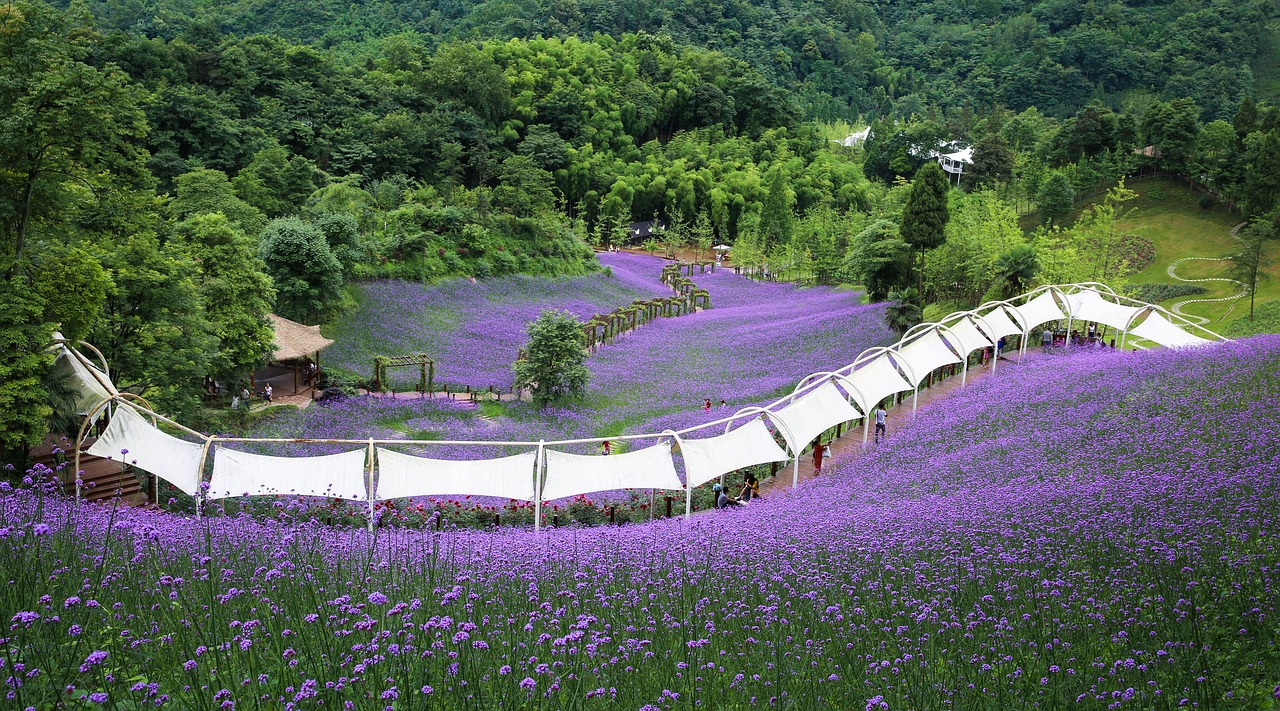 verbena purple sichuan huaxi valley free photo