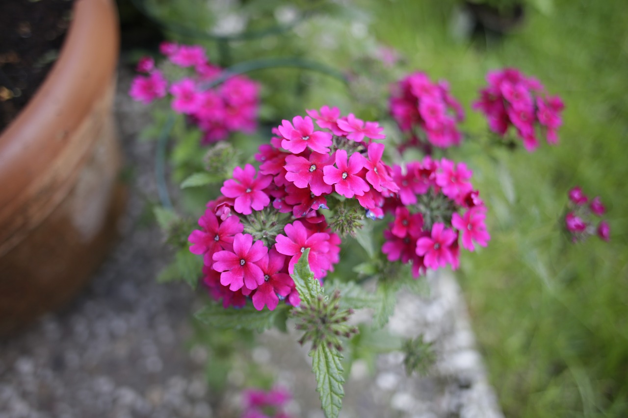 verbena flower plant free photo