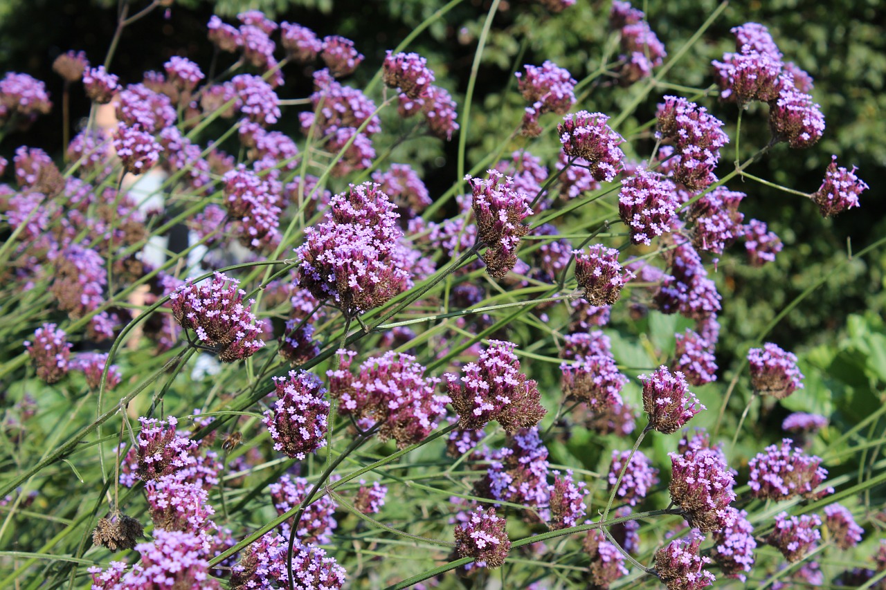 verbena flower purple free photo