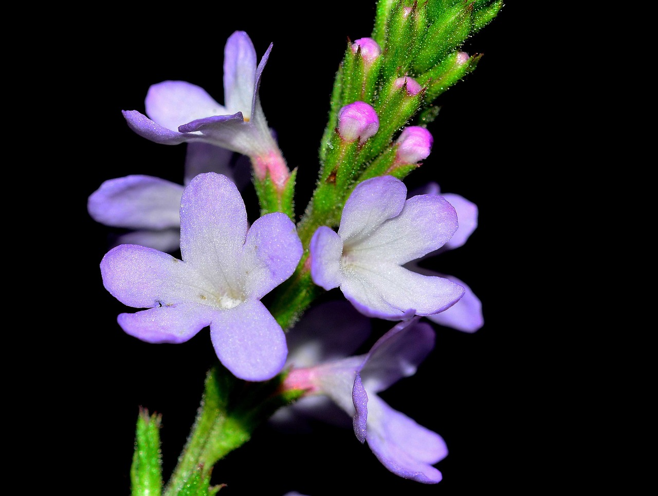 verbena nature flower free photo