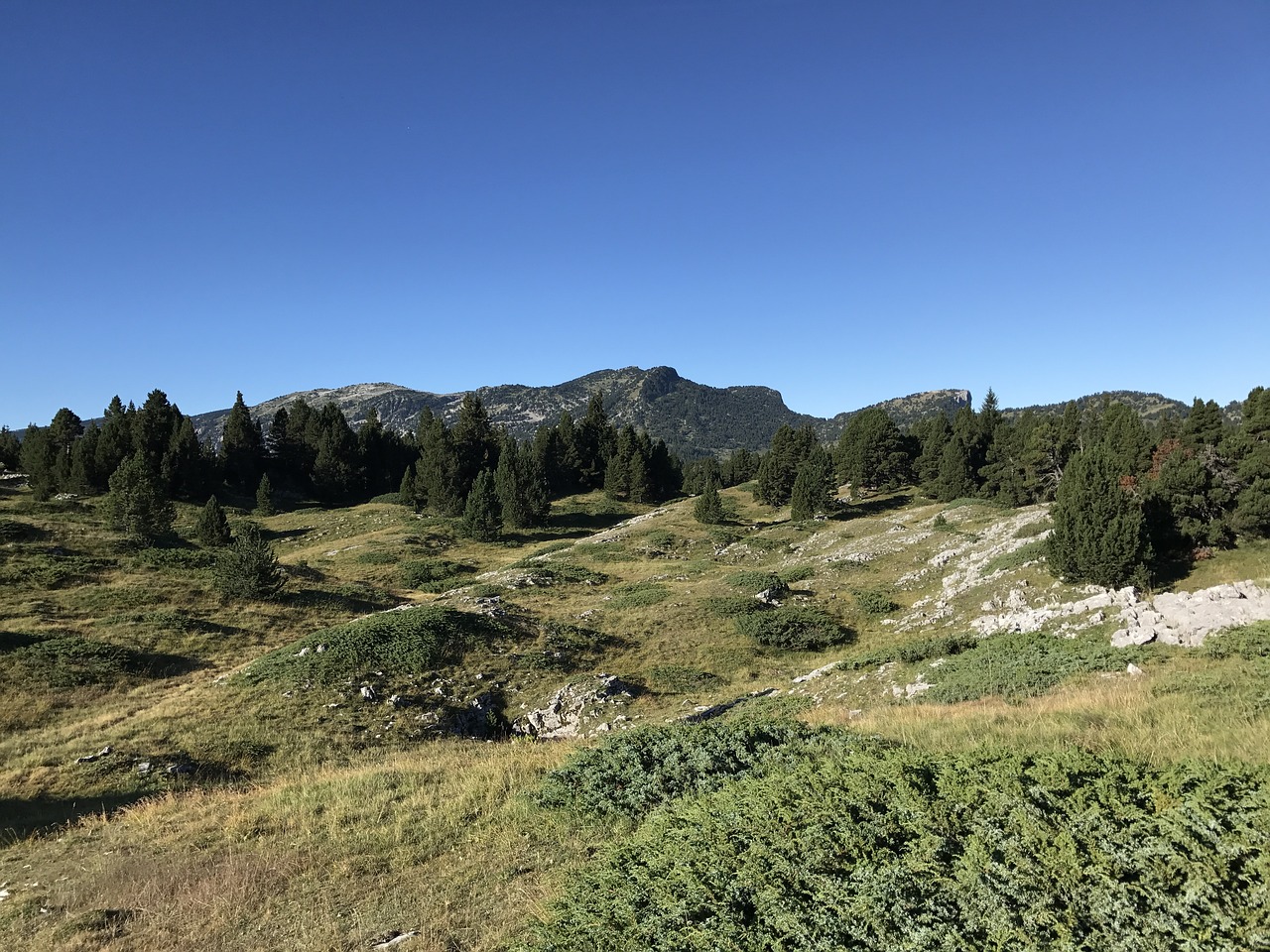 vercors forest mountain free photo