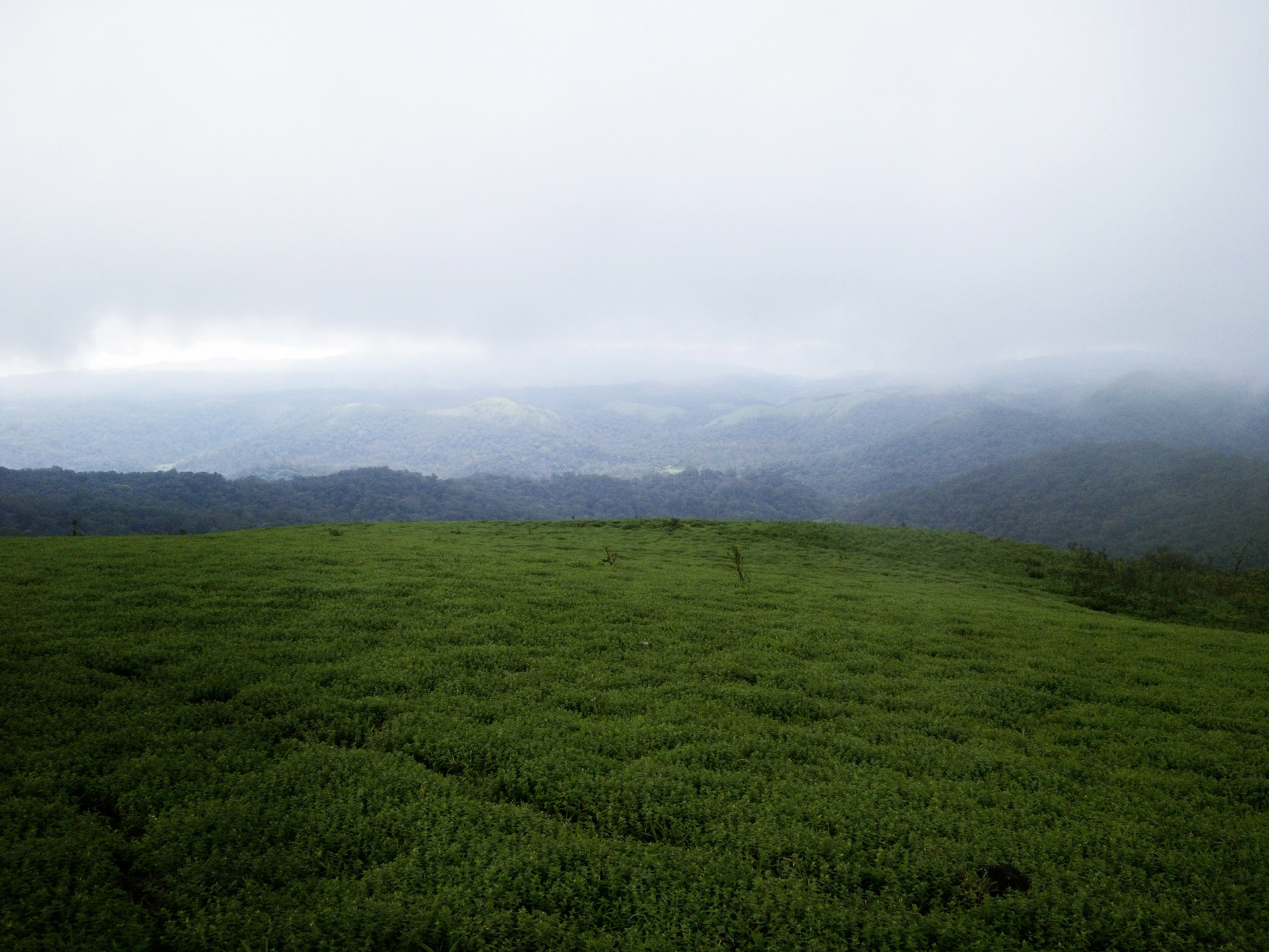 hills green mist free photo