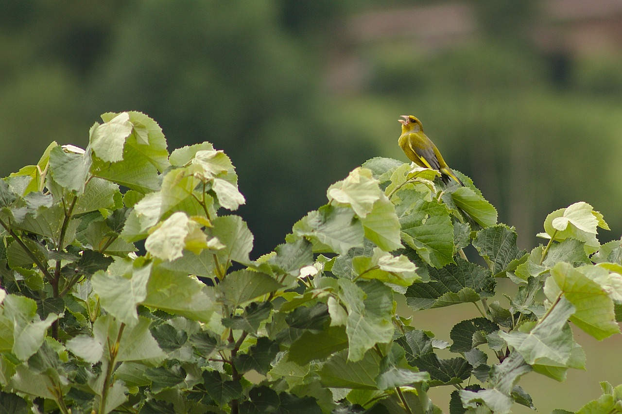 verdier  birds  aveyron free photo