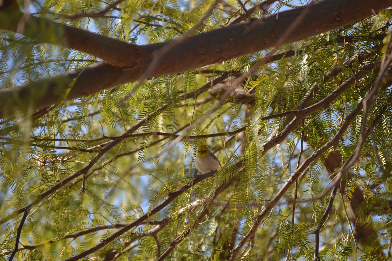 verdin nature tree free photo