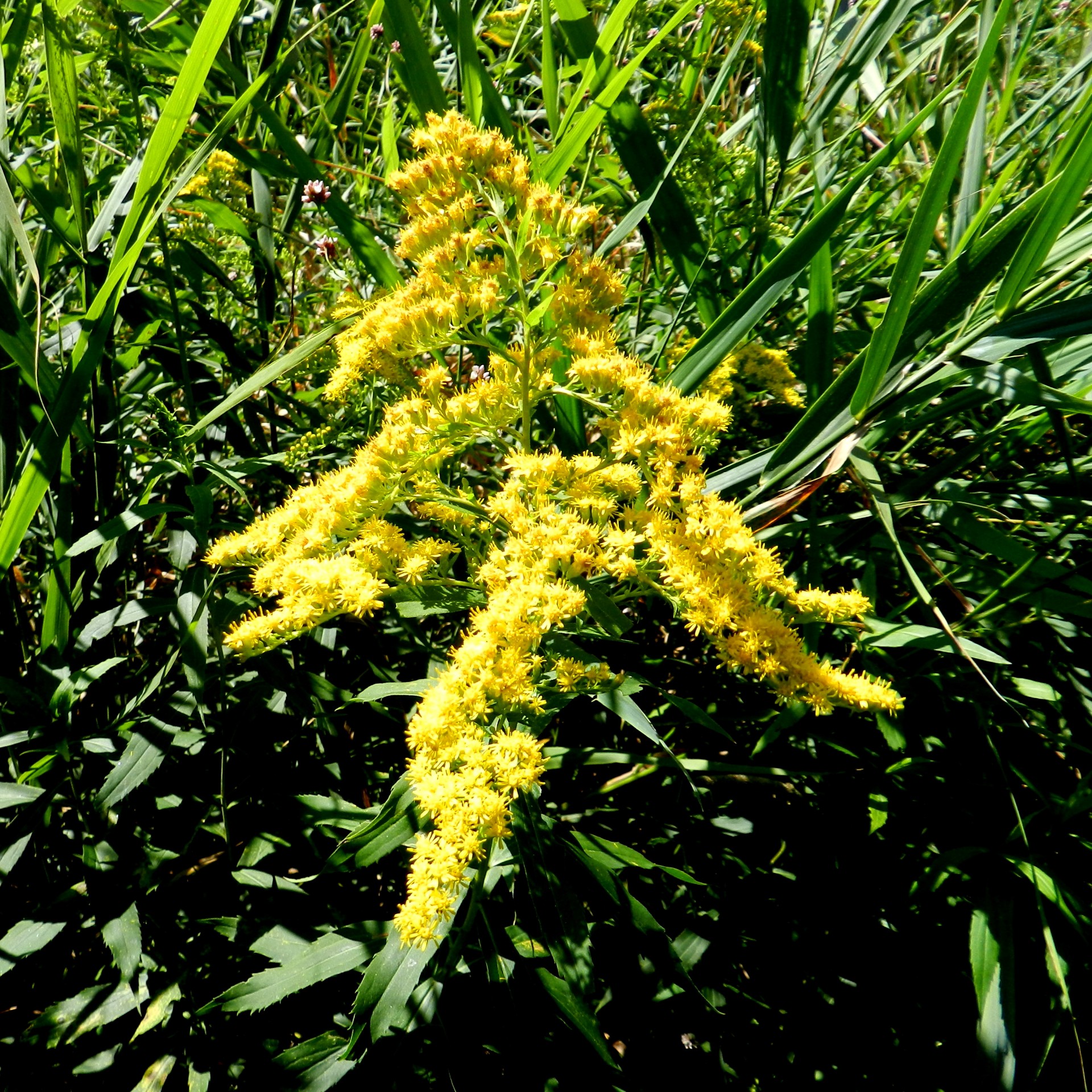 goldenrod flowers yellow free photo