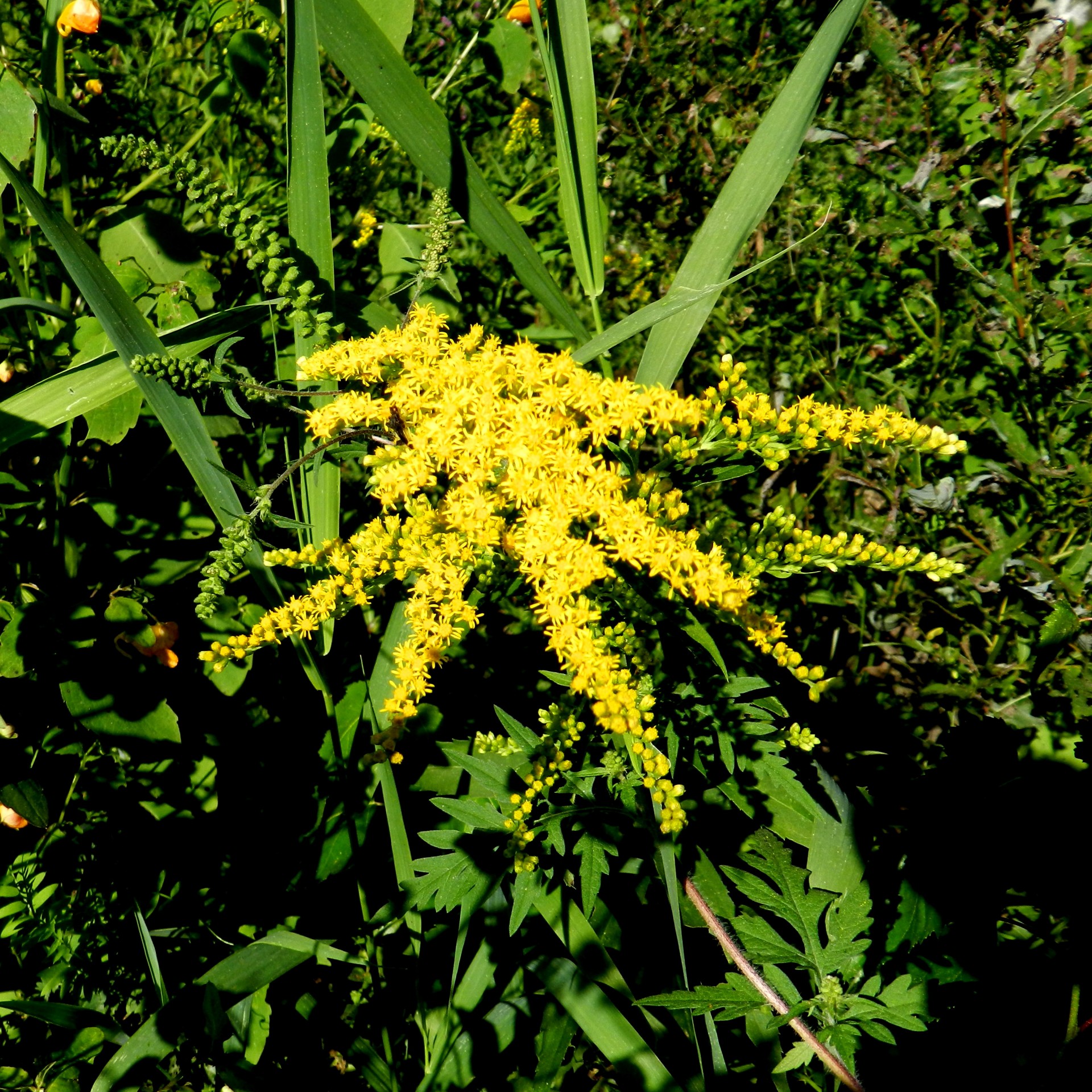 goldenrod flowers yellow free photo