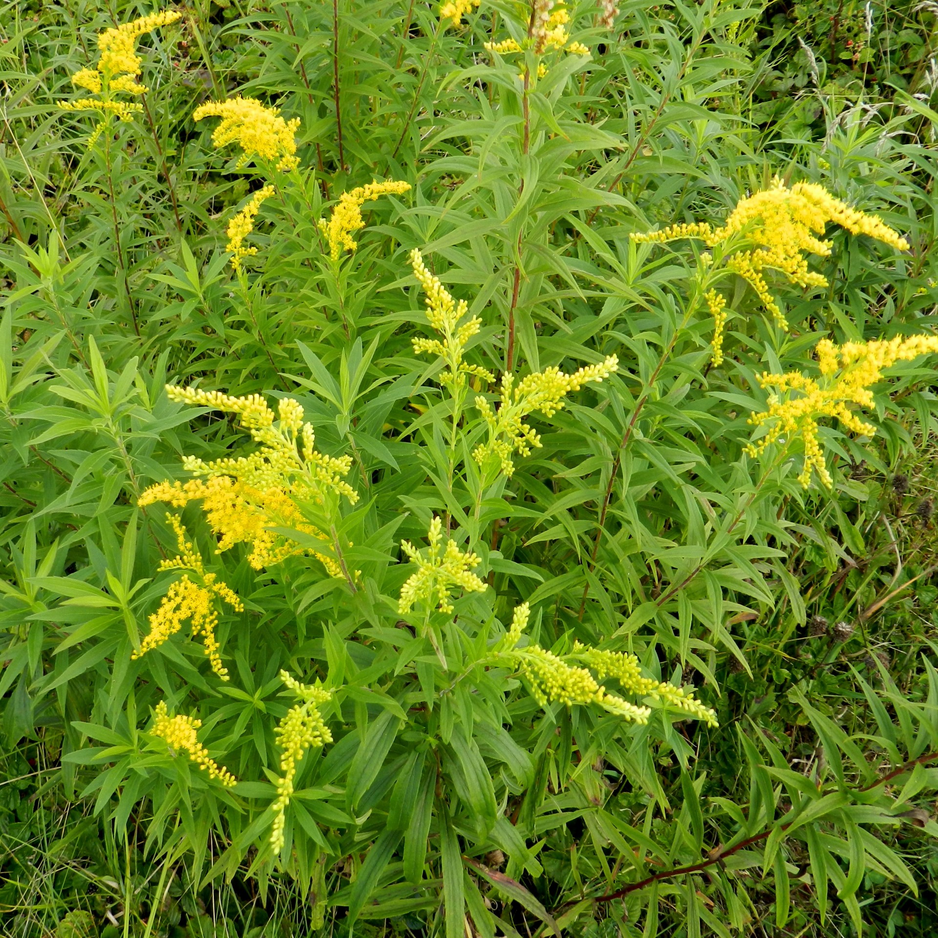 goldenrod flowers yellow free photo