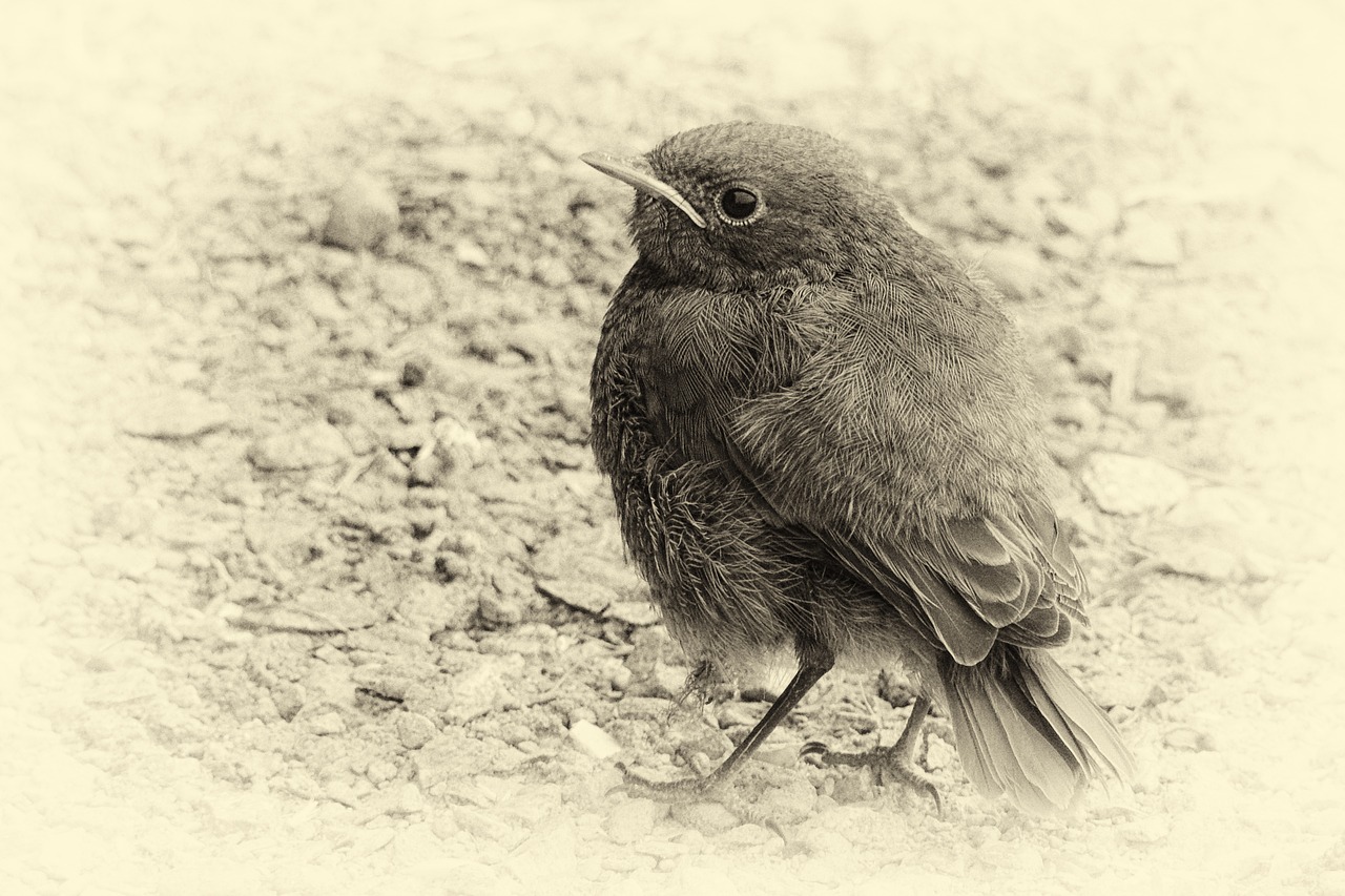 vergilbtvogel plumage black and white free photo