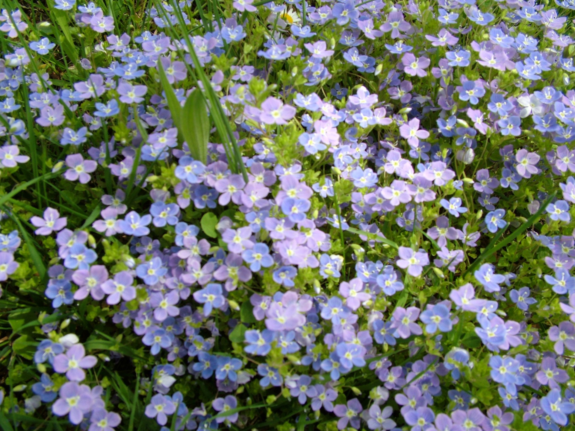 flowers many blue free photo