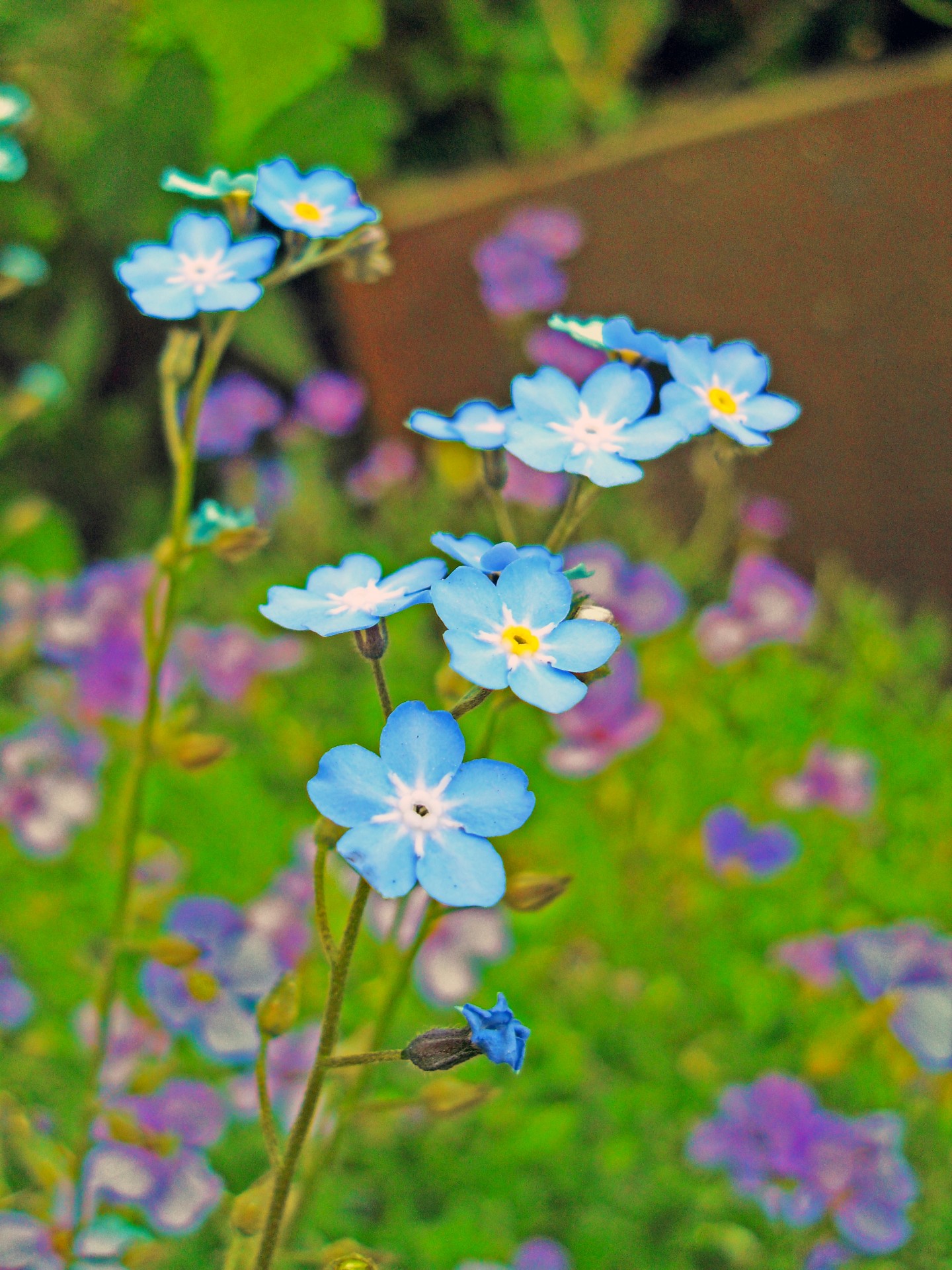 flower blue plant free photo