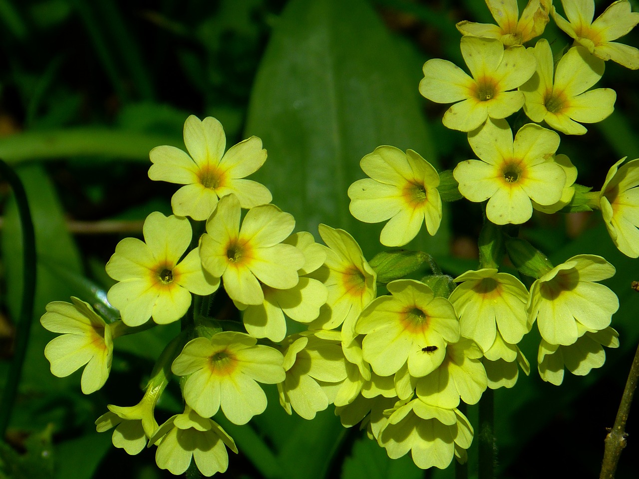 veris flower yellow free photo