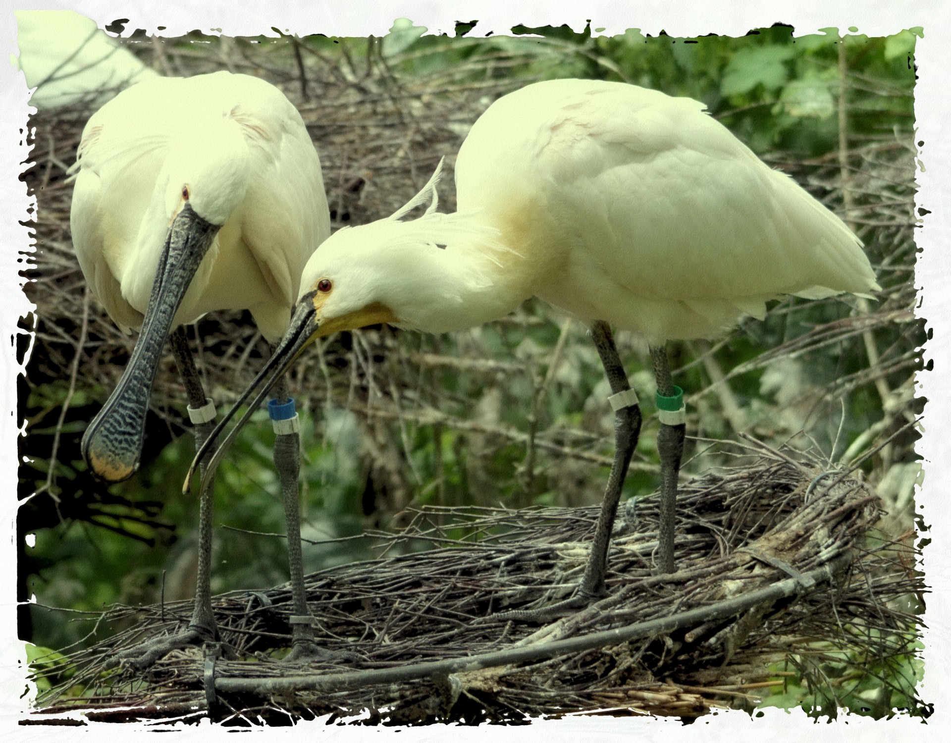 spoonbill young nature free photo