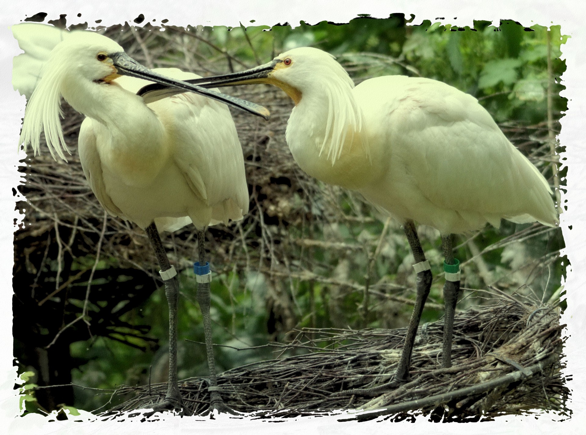 spoonbill young nature free photo