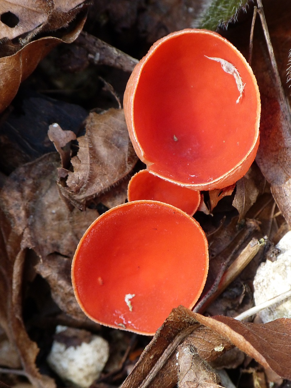 vermilion kelchbecherling mushroom scarlet kelchbecherling free photo