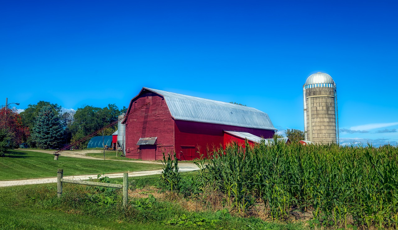 vermont  corn  cornfield free photo