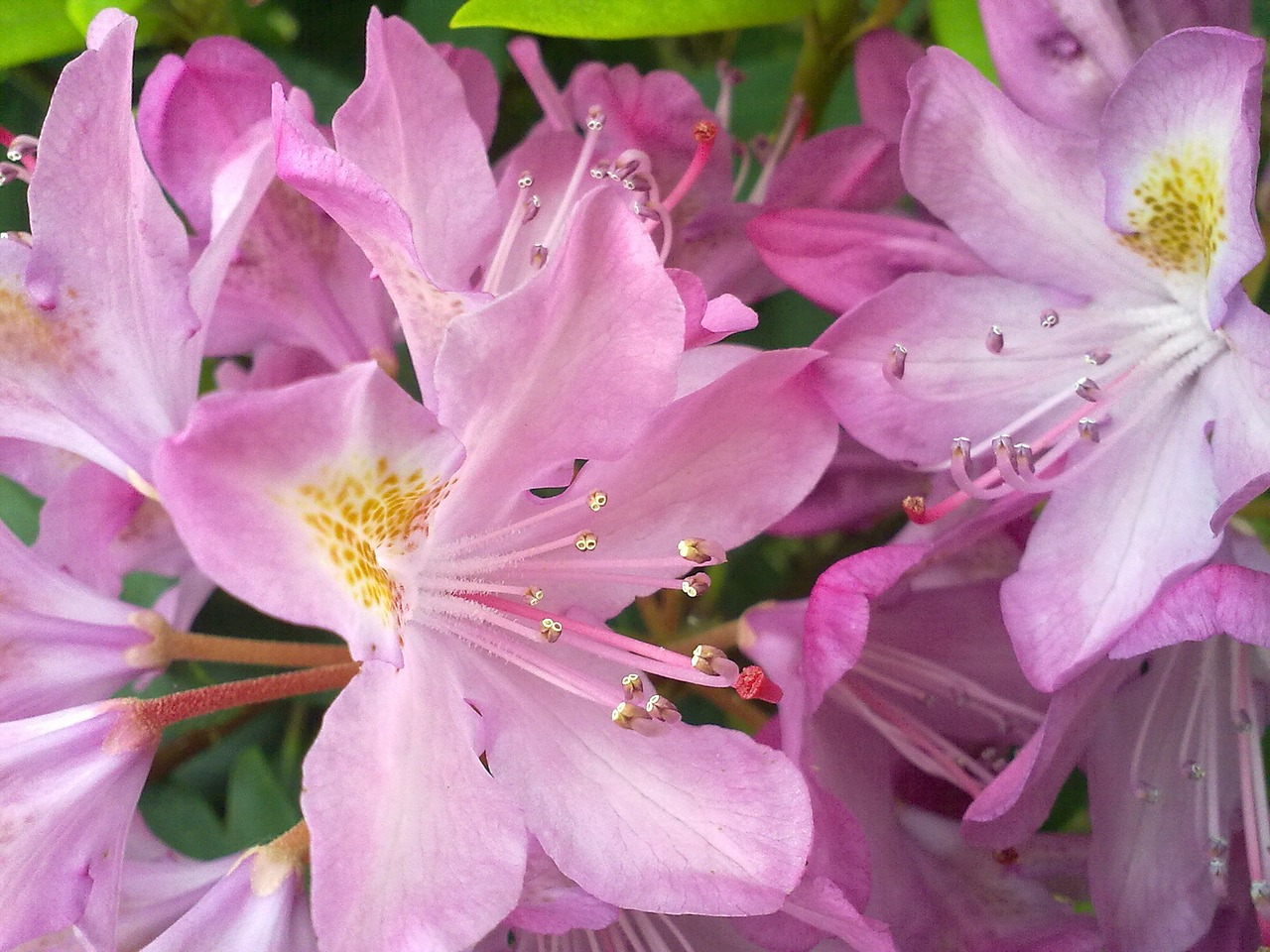 vernal pink flower rhododendron free photo