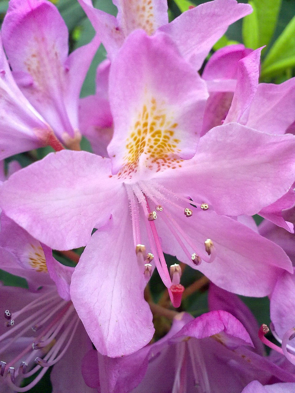 vernal pink flower free photo