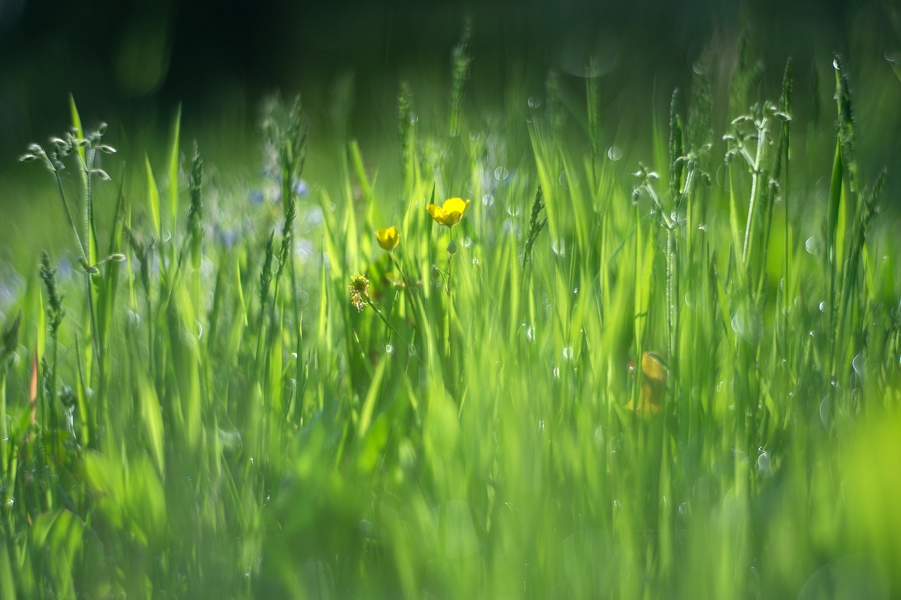 vernal grass green free photo
