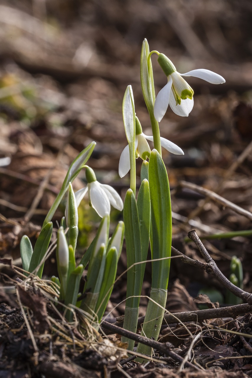 vernal flowers flower free photo