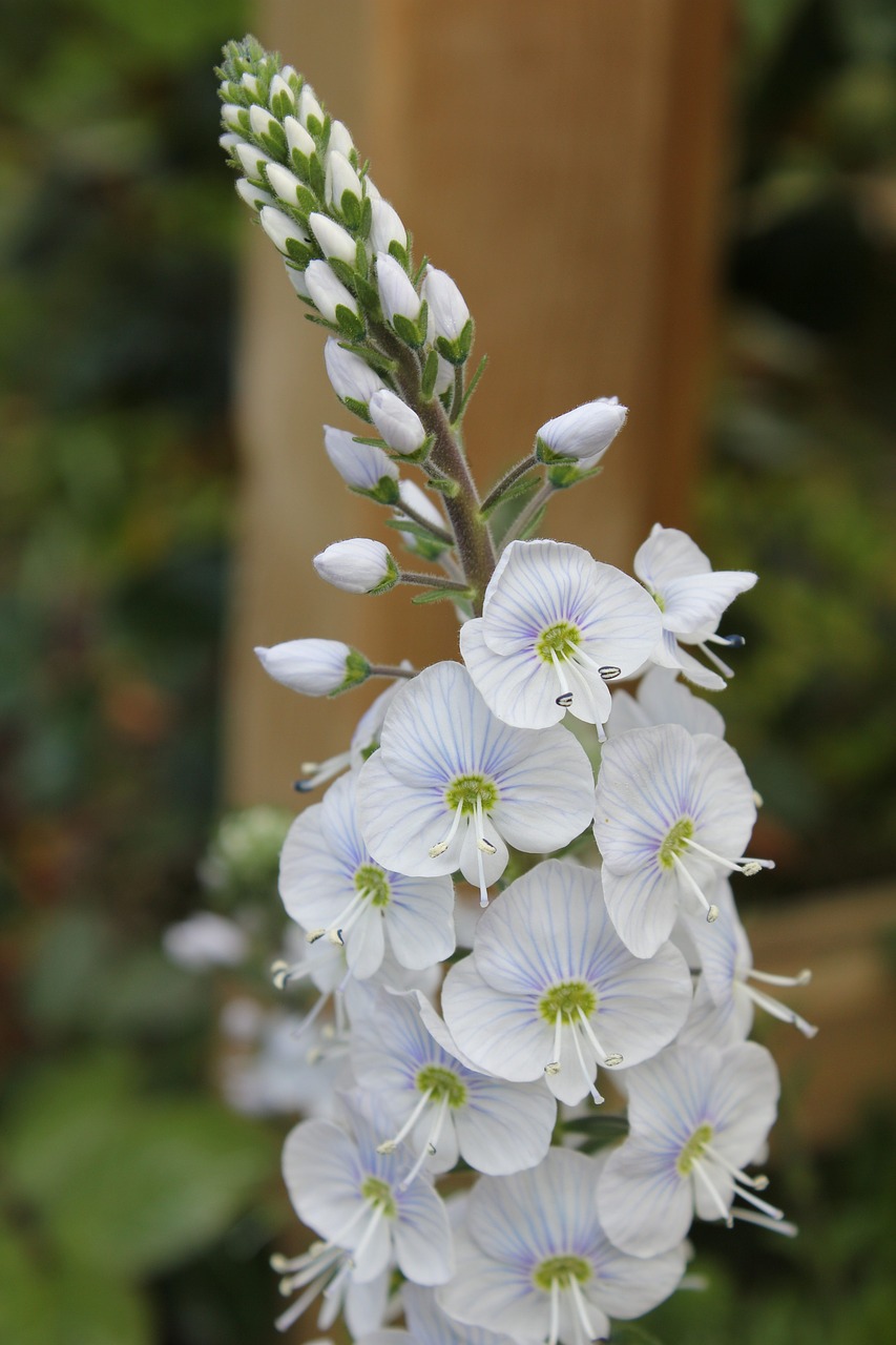 veronica flower speedwell free photo