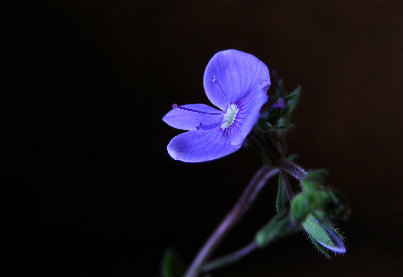 veronica chamaedrys flower blue free photo