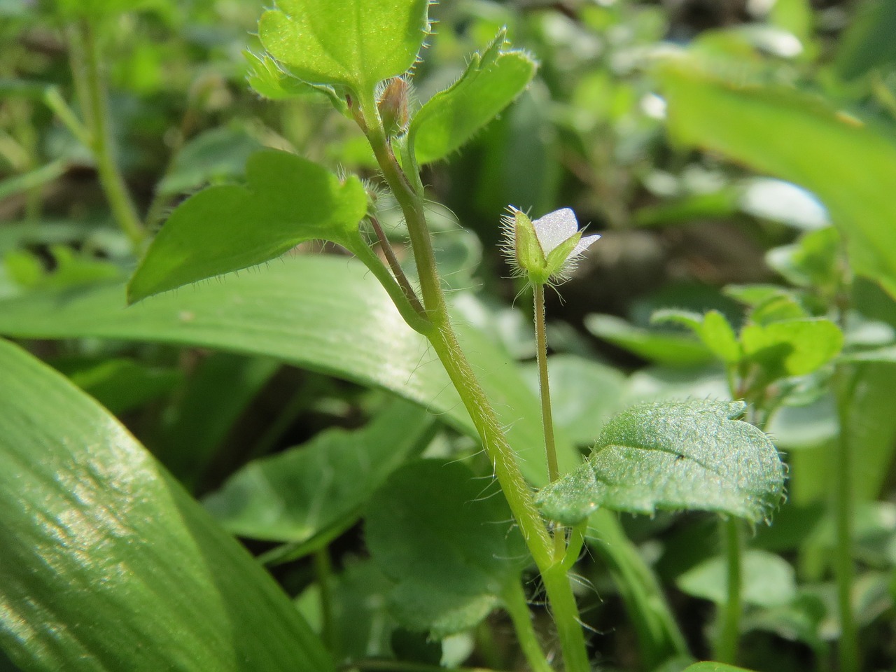 veronica hederifolia ivy-leaved speedwell wildflower free photo